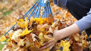 Jesienią nie grabię wszystkiego. Wiosną dzicy lokatorzy wyjadają szkodniki