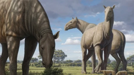 Paraceratherium to największy lądowy ssak, jaki istniał. Był bezrogim nosorożcem