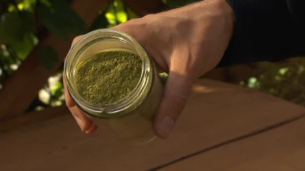 Polska matcha robi furorę. Jest lepsza niż ta z Japonii