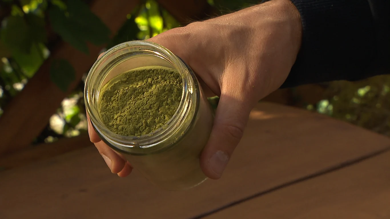 Matcha to sproszkowana japońska herbata, która podbiła Polskę. Jej historia sięga XII w. Szklany słoik wypełniony zielonym proszkiem trzymany w prawej dłoni nad drewnianą powierzchnią.