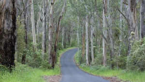 Lasy eukaliptusowe są charakterystyczne dla Australii