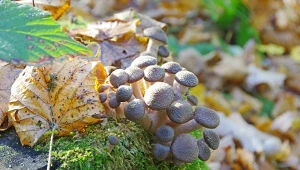 Młode opieńki mają kapelusze półkoliste, wypukłe i przypominające nieco guziki