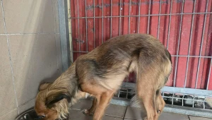 Samiczka przerzucona przez płot azylu w Opolu