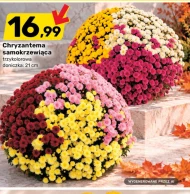 Хризантема