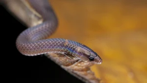 Pseudorabdion longiceps żyje na Malajach, Filipinach i w Indonezji