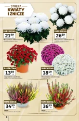 Cukierek albo psikus - Auchan Hipermarket