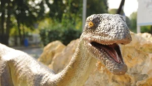 Silezaur to znalezisko z terenów Polski, z Opolszczyzny. Zwierzę to prawdopodobnie nie było jeszcze dinozaurem, ale żyło wraz z ich przodkami