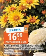 Chryzantema Royal Plant