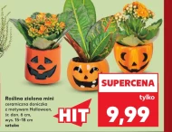 Рослина в горщику Halloween