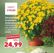 Хризантема Ok.