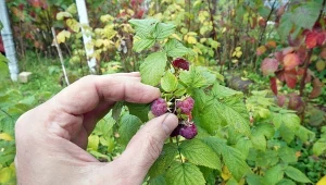 Zrób i zapamiętaj na zawsze. Maliny jesienne będą owocować na potęgę