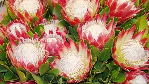 Protea zamiast chryzantem. Trwała i elegancka alternatywa na groby