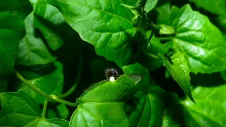 Alstonia scholaris, czyli alstonia szkolna