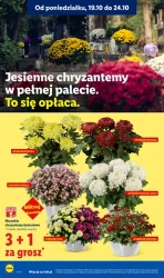 Ceny spadają na weekend - Lidl
