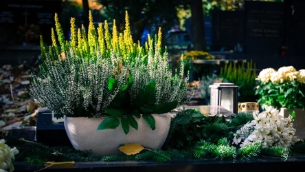 Wrzosy to jedna z propozycji roślin, które mogą zastąpić chryzantemy na Wszystkich Świętych