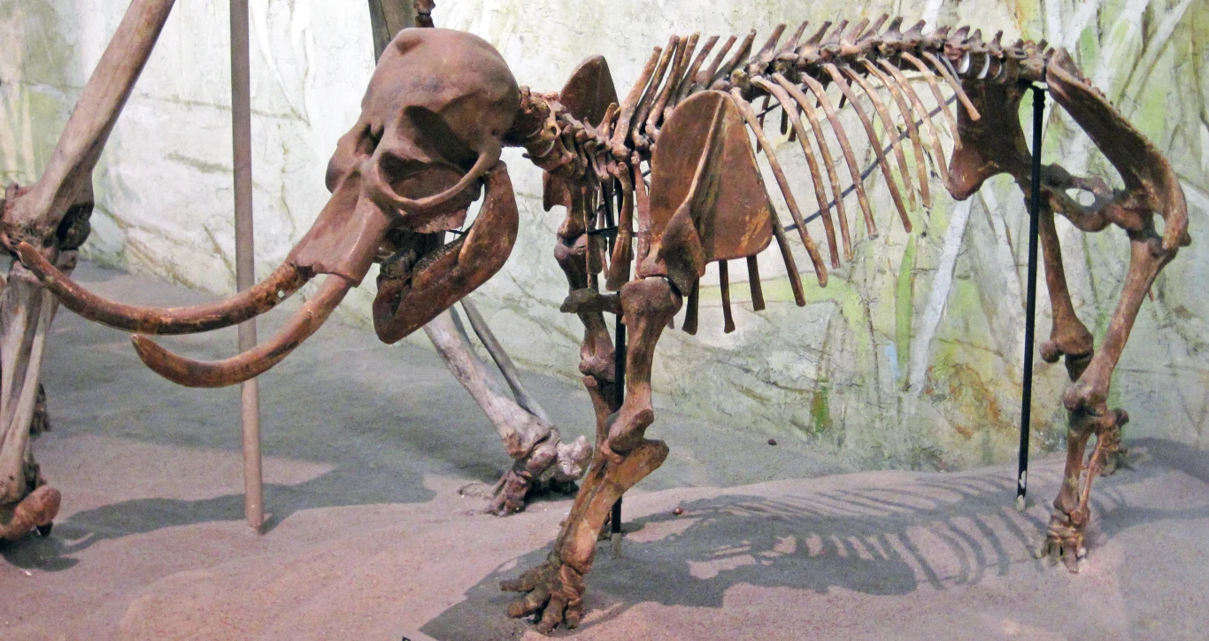Szkielet słonia karłowatego z Sycylii, Stanowe Muzeum Historii Naturalnej w Nebrasce szkielet młodego mamuta z dobrze zachowaną czaszką, kłami i żebrami wystawiony w muzealnej sali
