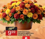 Хризантема