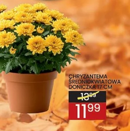 Хризантема