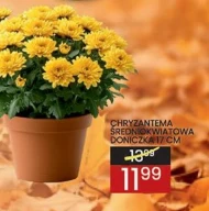 Chryzantema