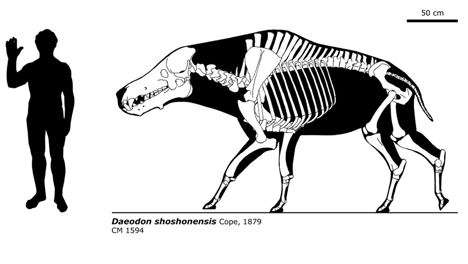 Wielkość Daeodon shoshonensis w porównaniu z człowiekiem Rekonstrukcja szkieletu prehistorycznego ssaka daeodon shoshonensis w porównaniu z sylwetką człowieka dla pokazania skali.