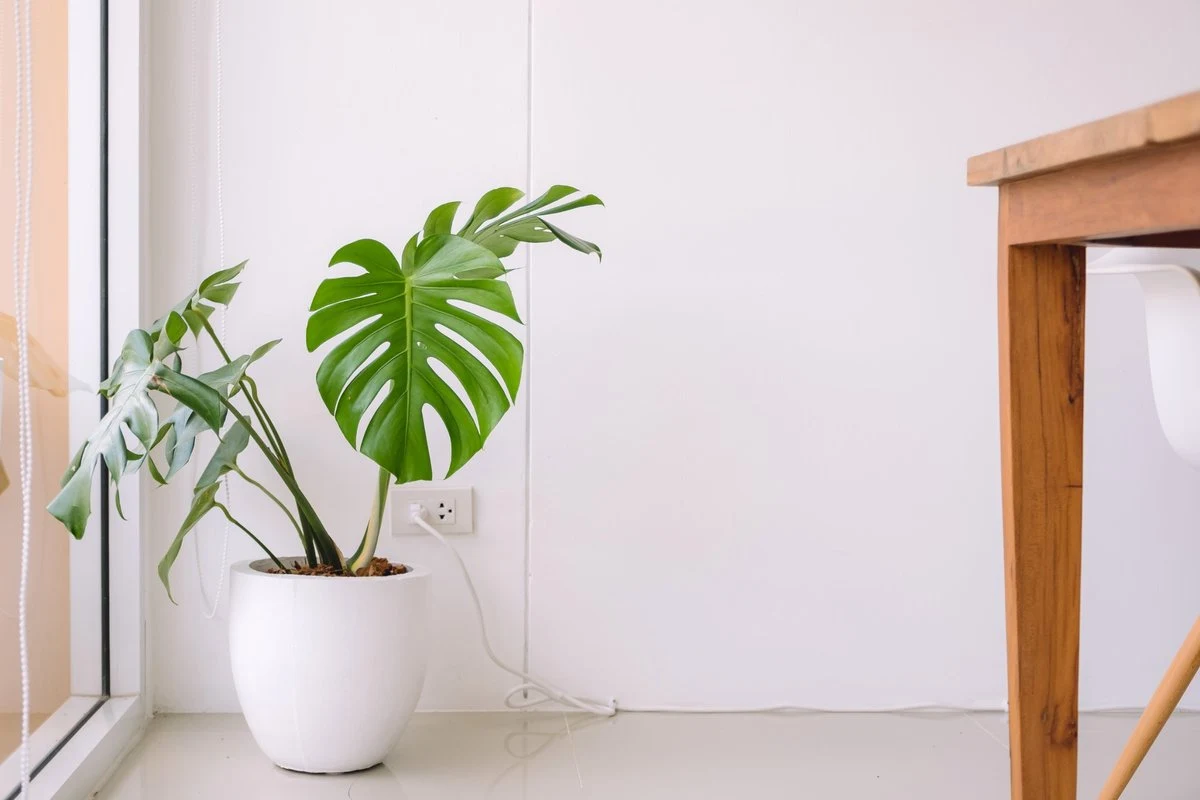 Zielona monstera w białej doniczce stoi przy białej ścianie obok drewnianego stołu.