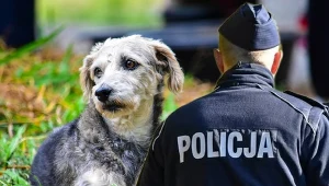 Zdjęcie ilustracyjne/Policja interweniowała w schronisku, gdzie 51-latek próbował ukraść psa