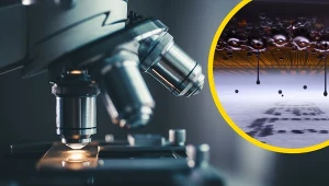 Małe obiekty, wielkie powiększenie. Oto najlepsze mikrofotografie
