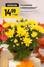 Хризантема