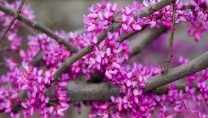 Kwitnie na korze i ma liście jak serca. Lepszy niż hortensja i rododendron