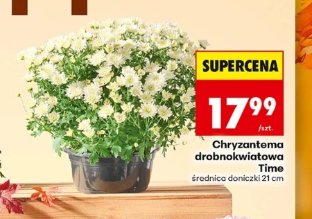 Хризантема