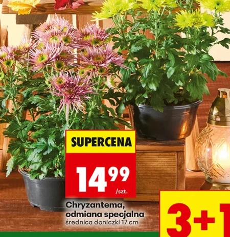 Хризантема