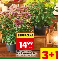 Хризантема
