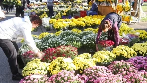 Zajrzyj pod chryzantemę przed zakupem. Test florysty zdradzi jej stan