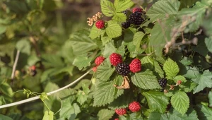 Pamiętaj o cięciu jeżyn. To sposób na lepsze owocowanie 