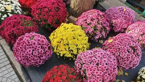 Zajrzyj pod chryzantemę, zanim ją kupisz. Test florysty nigdy nie zawodzi