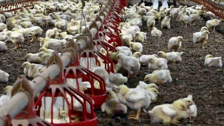 Farma kurczaków w Cascavel w południowej Brazylii