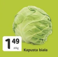 Kapusta biała