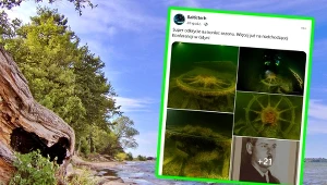 Sensacyjne odkrycie w Zatoce Puckiej. Wraku miało tam nie być
