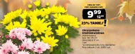 Chryzantema