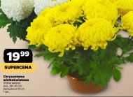 Chryzantema