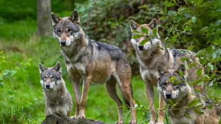 Wilki potrzebują lasu. Gdy ten znika, szukają innych możliwości