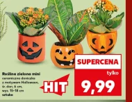 Roślina Halloween