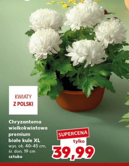 Хризантема Białe