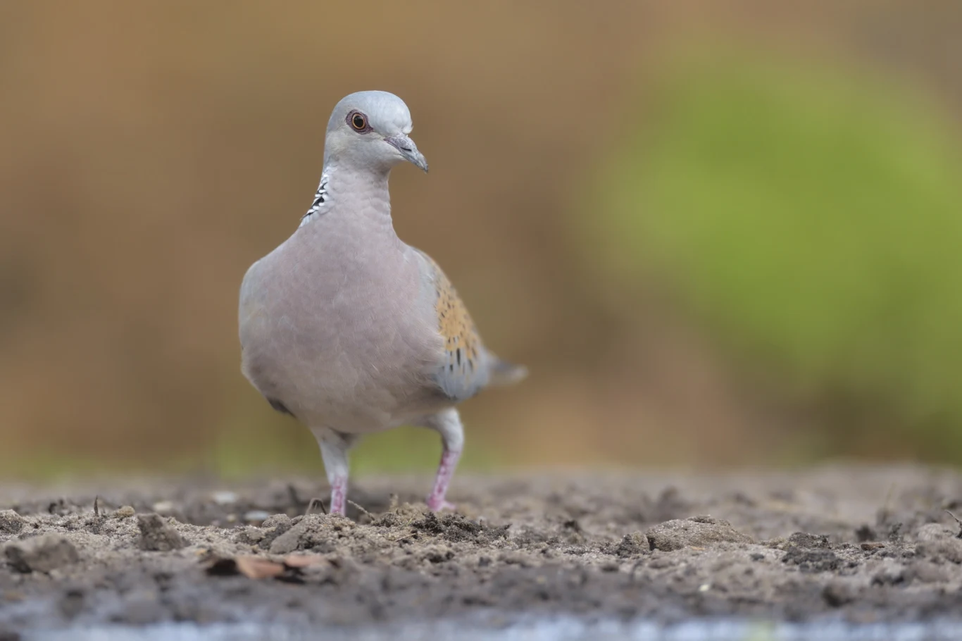 Turkawka sfotografowana w Holandii. Nie wszędzie ten ptak jest rzadki Samotna turkawka o jasnoszarym upierzeniu z czarnymi plamkami na szyi stoi na ziemi i patrzy w stronę obiektywu.