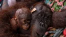 Orangutany na Borneo i Sumatrze są zagrożone wymarciem