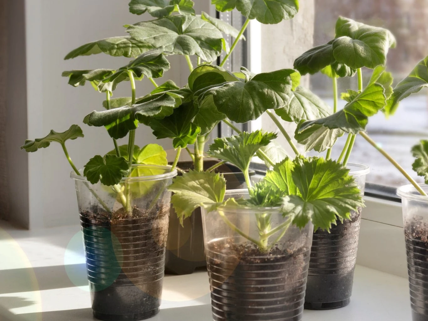 Październik to już ostatni dzwonek na rozmnożenie pelargonii. Sadzonki pelargonii w przezroczystych pojemnikach z podłożem ustawione na parapecie w jasnym świetle dziennym.