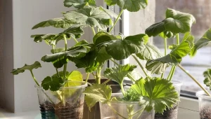 Ostatni moment na rozmnożenie pelargonii. Jedna metoda ukorzeni roślinę