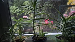 Aloes to nie jest zwykła roślina. Dobrze o niego zadbasz, odwdzięczy się
