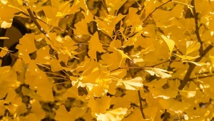 Rośnie przez pokolenia, a jesienią lśni jak reflektor. Jak sadzić miłorząb?