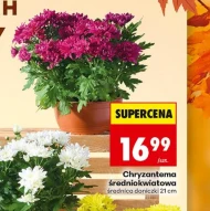 Chryzantema